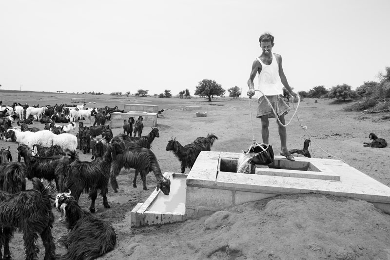 Livestock drinking water at a 'kheli' (trough) during the dry season in Jaisalmer district, Rajasthan - a result of Chatar Singh Jam's 'beri' rejuvenation efforts